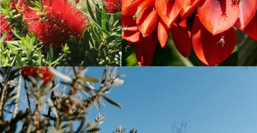 Australian Tree with Red Flowers