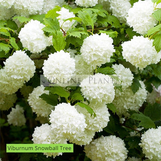 How To Grow And Care Snowball Bush?