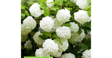 How To Grow And Care Snowball Bush?