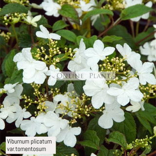 Growing a Snowball Tree or Viburnum Opulus