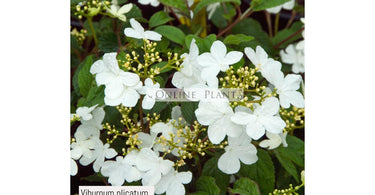 Growing a Snowball Tree or Viburnum Opulus