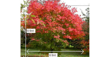 How To Grow And Care For October Glory Maple?