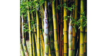 Buy Bamboo Plants Online And Beautify Your Garden