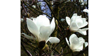 No More Boring Spaces! Adorn it with Magnolia!