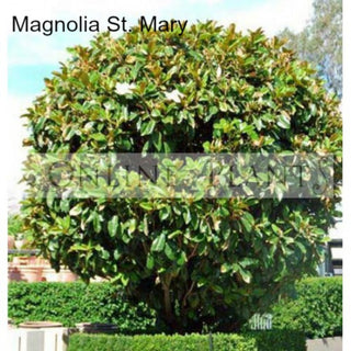 How To Grow Magnolia Trees In Your Yard