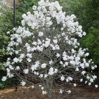 November is good for planting Magnolias – Know Why?