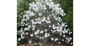 November is good for planting Magnolias – Know Why?