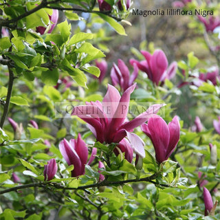 Evergreen Magnolia – Find Out!