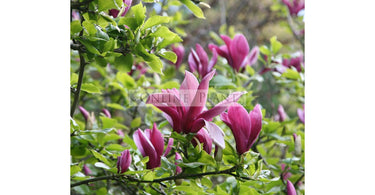 Evergreen Magnolia – Find Out!