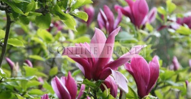 Magnolias Are A True Celebration In Every Home Garden