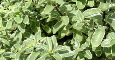 Is Pittosporum The Right Plant For Your Garden? – Read To Find Out