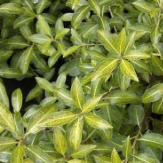 Looking For A Plant That Helps With Hedging & Privacy? - Pittosporum Is The Best!