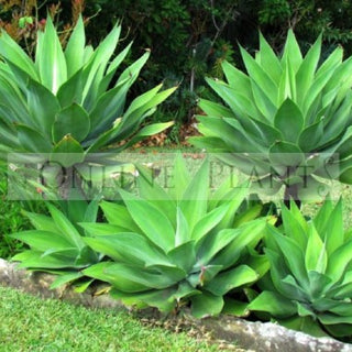 Agave Plants – Urban Gardener’s Favourite – Know Why?