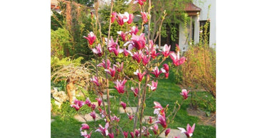 Everything About The Magnificent Magnolia