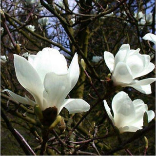 What’s The Best Magnolia Tree For Your Garden?