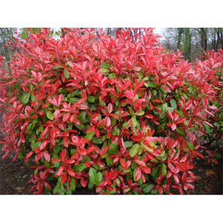 Top Benefits of Photinia Hedging