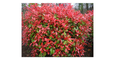 Top Benefits of Photinia Hedging