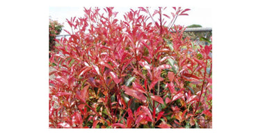 A Brilliant Summer Border Shrub - Photinia Glabra Rubens