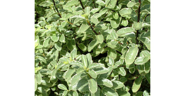 Up Close and Personal With the Pittosporum