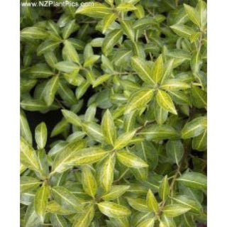 Pittosporum: The Secret to Low-Maintenance Elegance in Your Garden