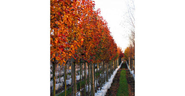 Bring Beauty To Your Landscape With The Popular Varieties Of Ornamental Pear Trees