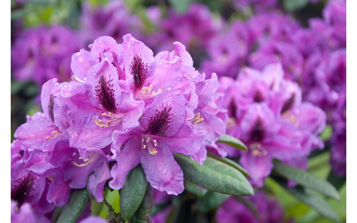 Growing Rhododendron in Aussie gardens