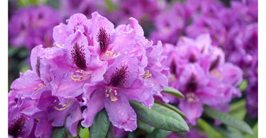 For a Touch of Class, Plant Rhododendron in Your Garden