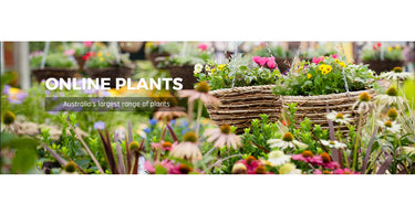 Plant Nurseries Are The Best To Buy Plants! – Heres Why?