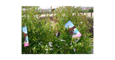 Why Lilly Pilly Resilience Is Best For Hedging?