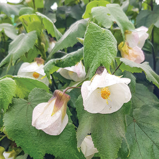 Abutilon Chinese Lantern