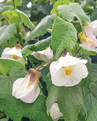 Abutilon Chinese Lantern