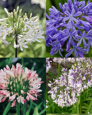 Agapanthus Plants for Sale