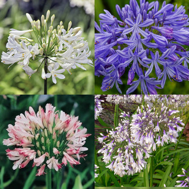 Agapanthus Plants for Sale