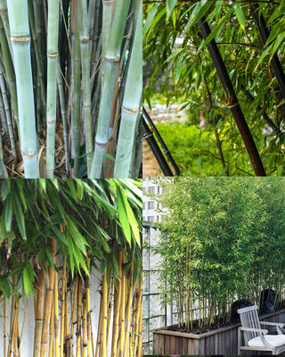 Bamboo