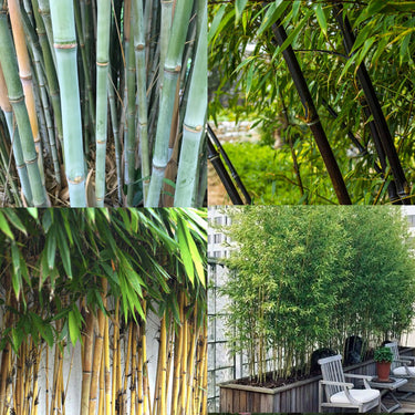 Bamboo