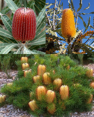 Banksia shrubs & trees