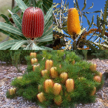 Banksia shrubs & trees