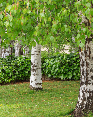 Birch/Betula Trees