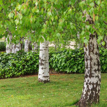 Birch/Betula Trees