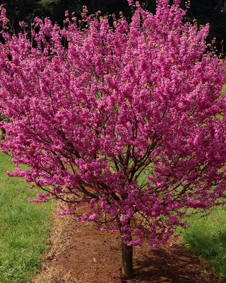 Cercis Deciduous Tree