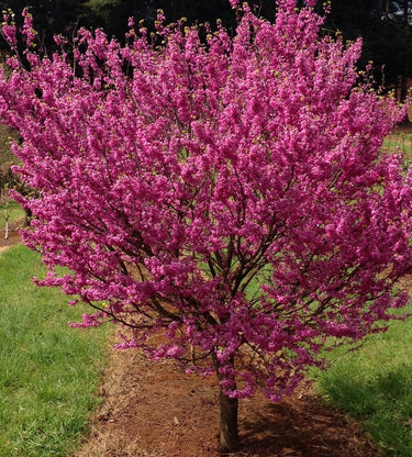 Cercis Deciduous Tree