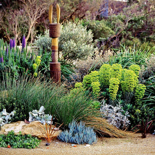 Coastal and Seaside Plants