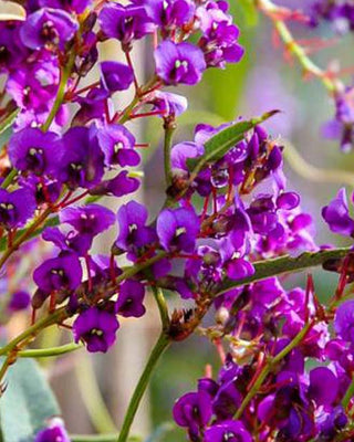 Hardenbergia