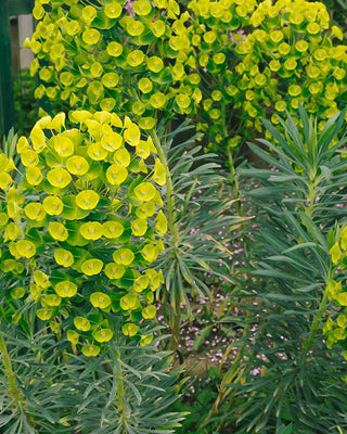 Euphorbia