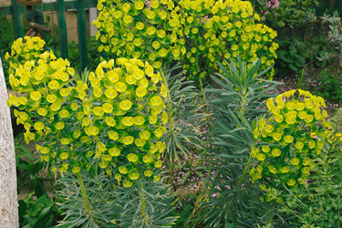 Euphorbia