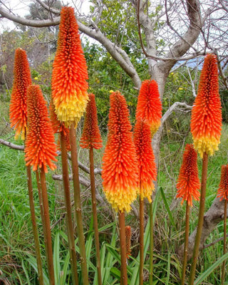 Kniphofia, Red Hot Poker