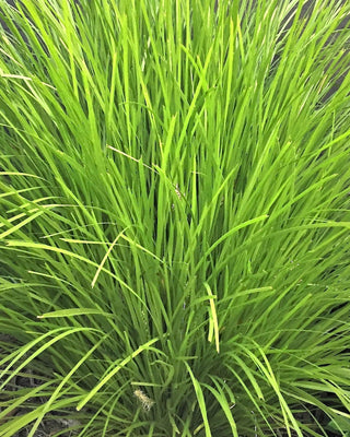 Lomandra