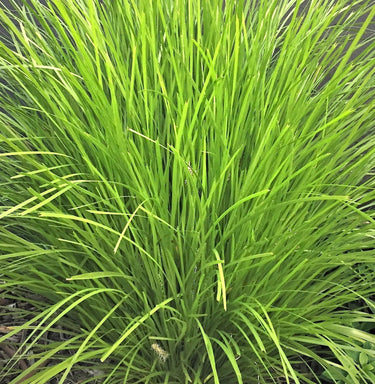 Lomandra