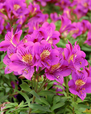 Alstroemeria