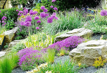 Shrubs, Rockery Plants